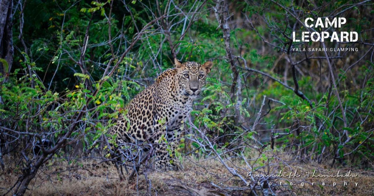 Camp Leopard - Yala Safari Glamping 호텔 외부 사진