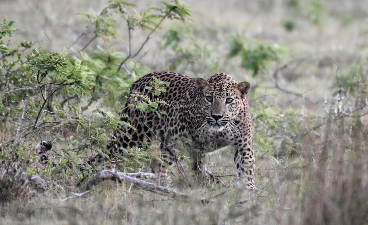 Camp Leopard - Yala Safari Glamping 호텔 외부 사진