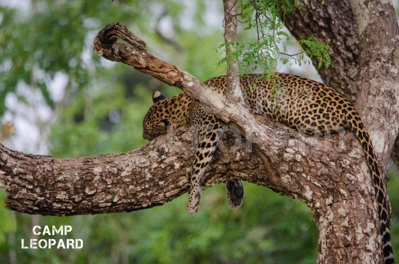 Camp Leopard - Yala Safari Glamping 호텔 외부 사진