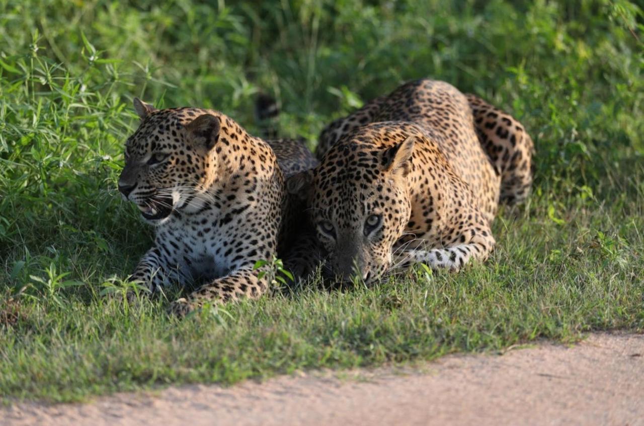 Camp Leopard - Yala Safari Glamping 호텔 외부 사진