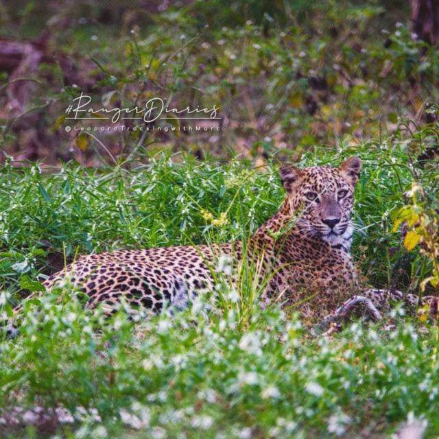 Camp Leopard - Yala Safari Glamping 호텔 외부 사진