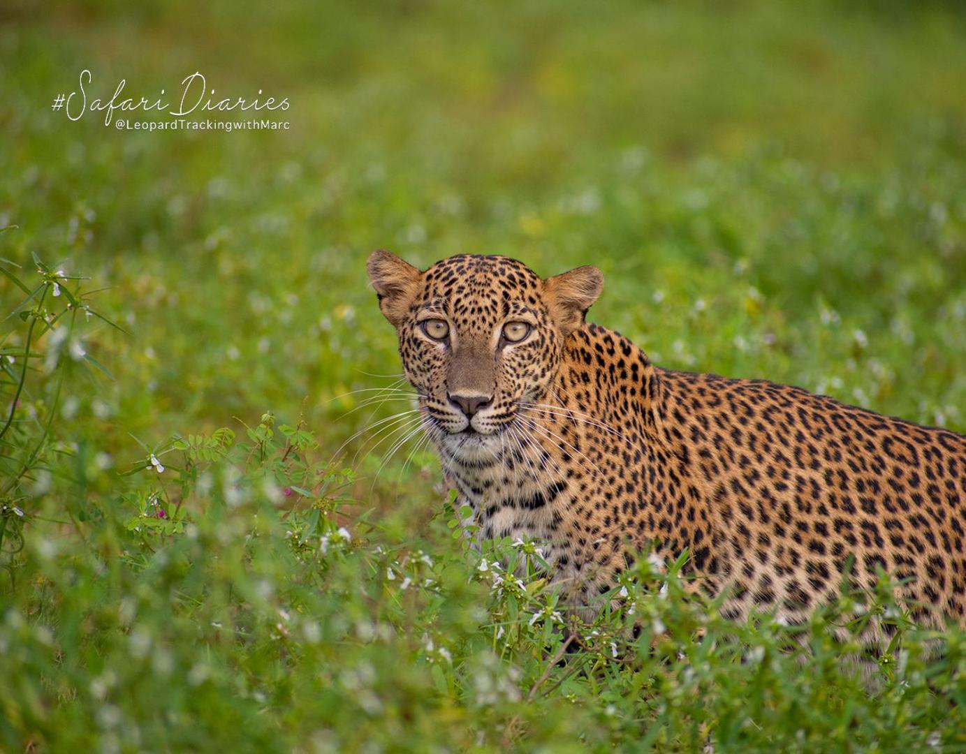 Camp Leopard - Yala Safari Glamping 호텔 외부 사진