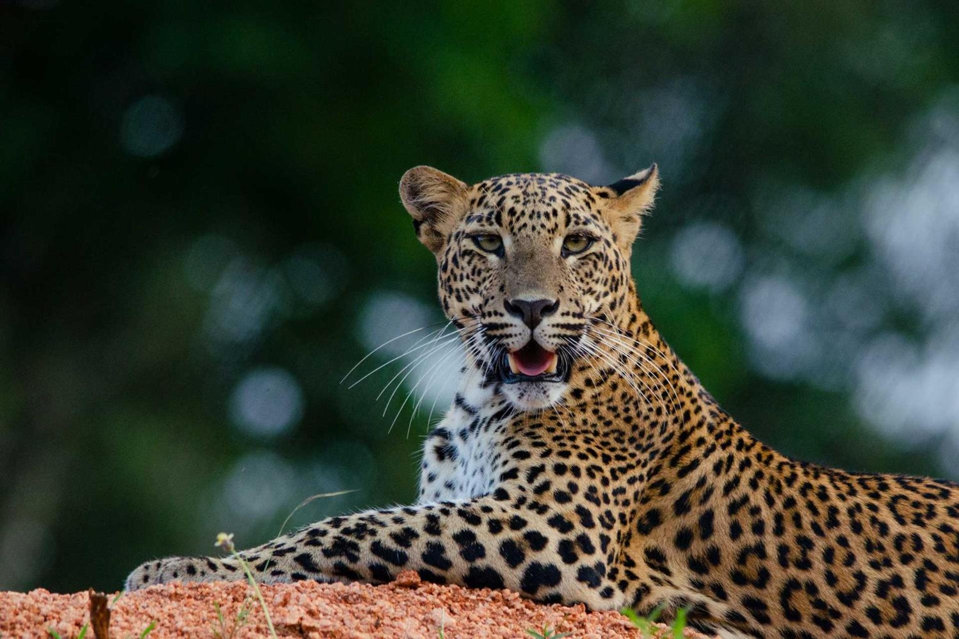 Camp Leopard - Yala Safari Glamping 호텔 외부 사진